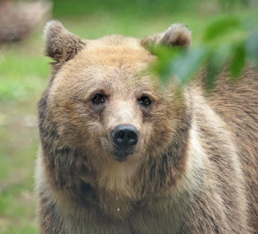 Bron: Ouwehands dierenpark