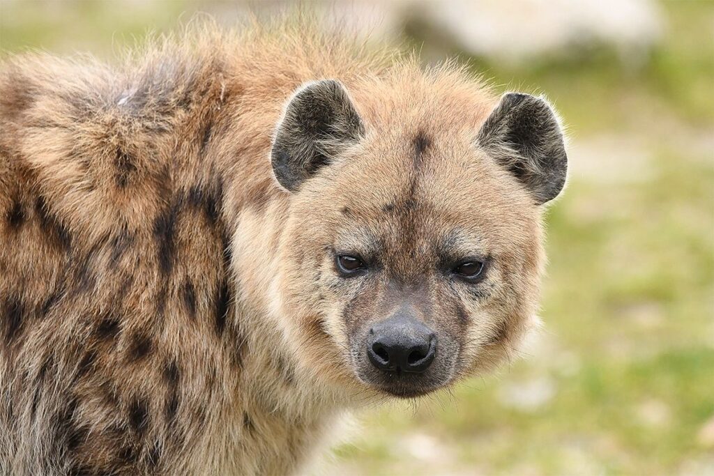 Gevlekte hyena bij Dierenpark Zie-ZOO staat op gras, kijkt recht in de camera met opstaande oren en donkere vlekken.