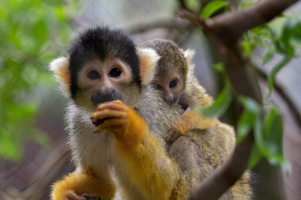 Bron: Ouwehands dierenpark