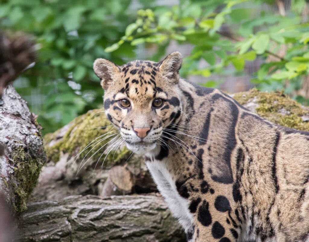 Bron: Ouwehands dierenpark