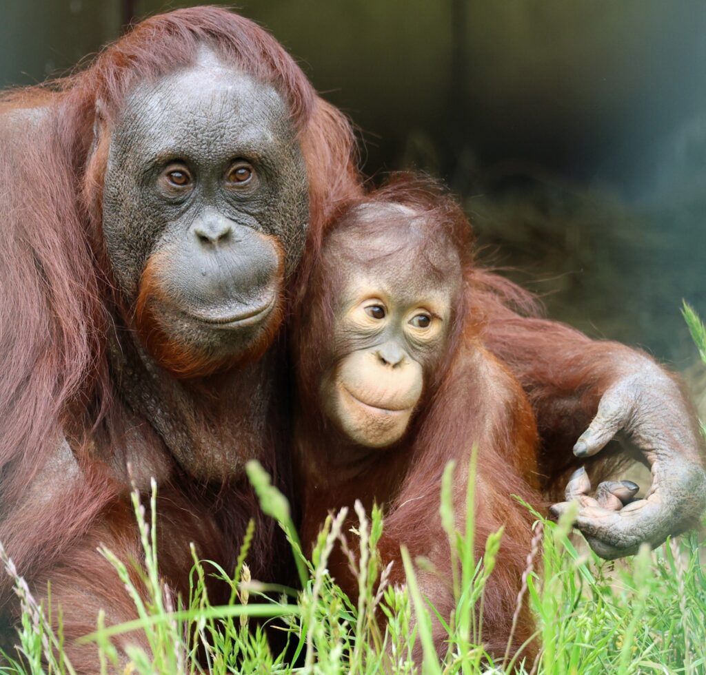Bron: Ouwehands dierenpark