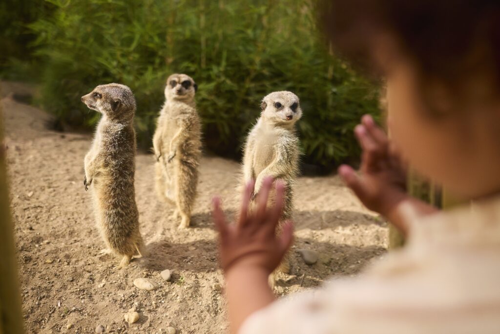 Bron: Ouwehands dierenpark