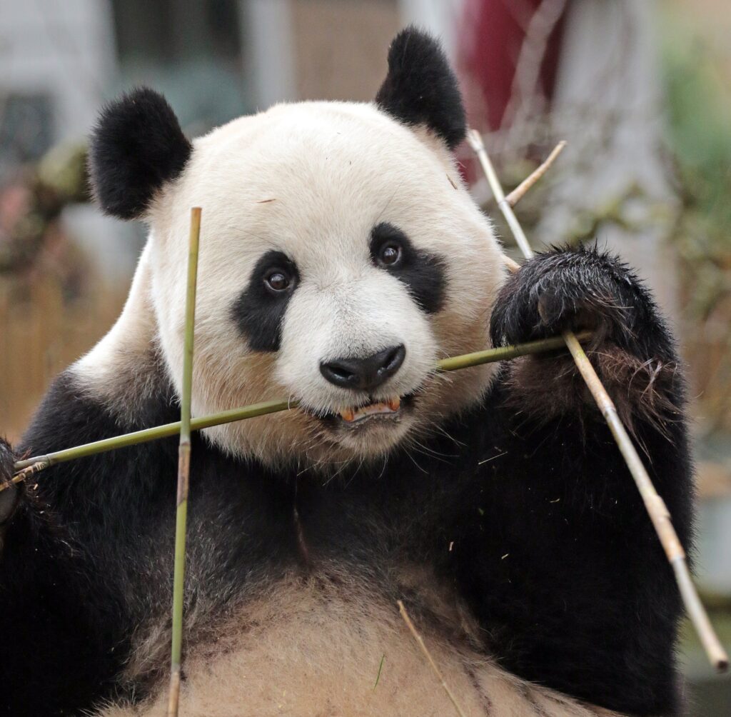 Bron: Ouwehands dierenpark