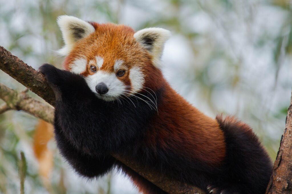 Bron: Ouwehands dierenpark