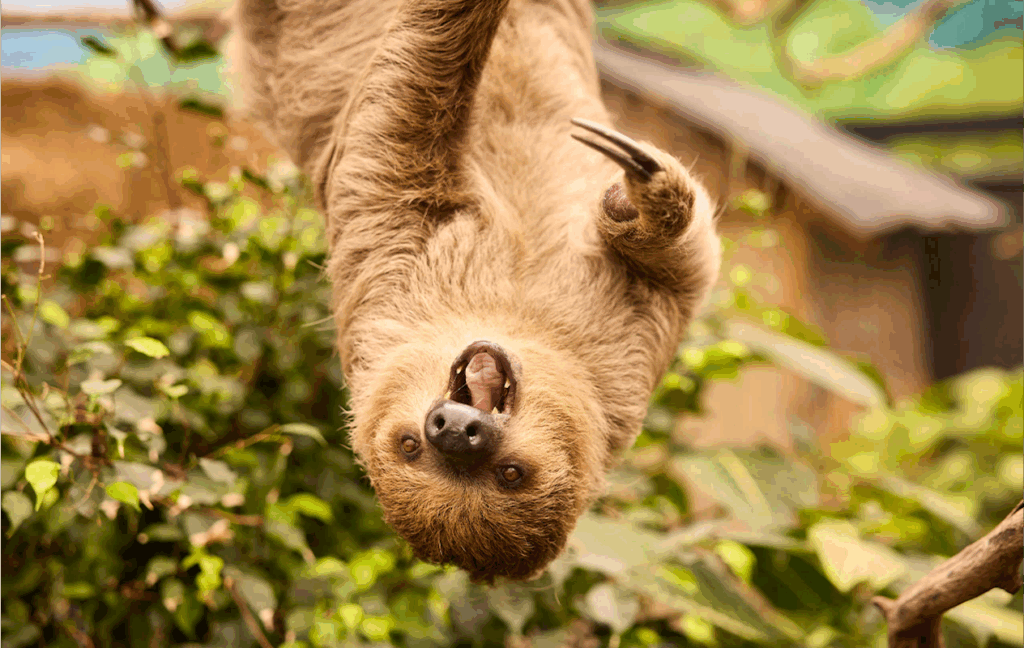 Een luiaard hangt ondersteboven aan een tak bij ZooParc Overloon, omringd door groen, mond open alsof hij lacht of gaat. Overloon, Noord-Brabant.