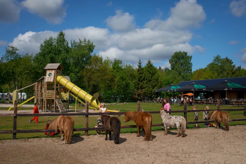Kinderen en volwassenen bij pony's aan een houten hek op FarmCamps Bosrand met speeltuin en terras achterin.