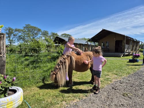 Twee jonge meisjes aaien een kleine bruine pony met gevlochten staart op het gras bij FarmCamps de Bonte Fries, naast tenten.